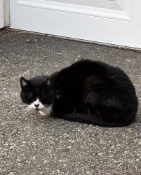 Found/Stray Unknown Cat last seen West Hegel Ave by Lindquist Park, Edison, NJ 08820