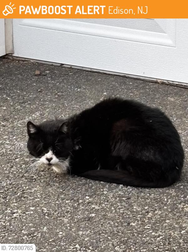 Found/Stray Unknown Cat last seen West Hegel Ave by Lindquist Park, Edison, NJ 08820