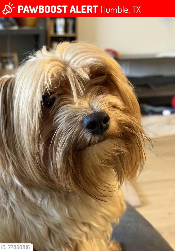 Lost Male Dog last seen Near , Humble, TX 77338