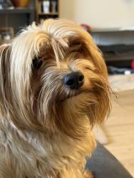 Lost Male Dog last seen Near , Humble, TX 77338