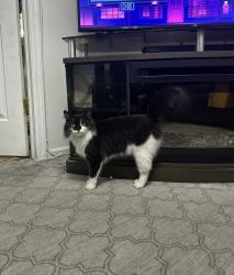 Reunited Female Cat last seen Skyline Dr , Staten Island, NY 10304