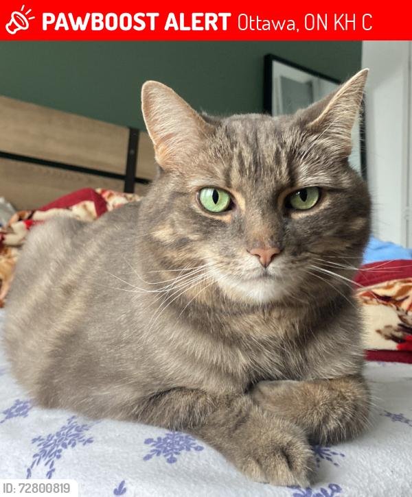 Lost Female Cat last seen Evergreen Drive / Nepean / Bells Corners, Ottawa, ON K2H 5C3