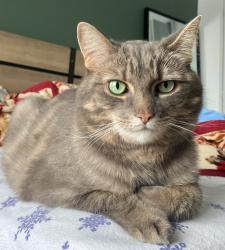 Lost Female Cat last seen Evergreen Drive / Nepean / Bells Corners, Ottawa, ON K2H 5C3