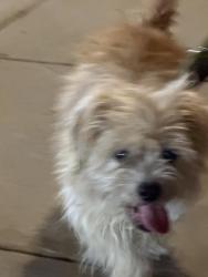 Found/Stray Male Dog last seen 17th St and Bladensburg NE, Washington, DC 20002