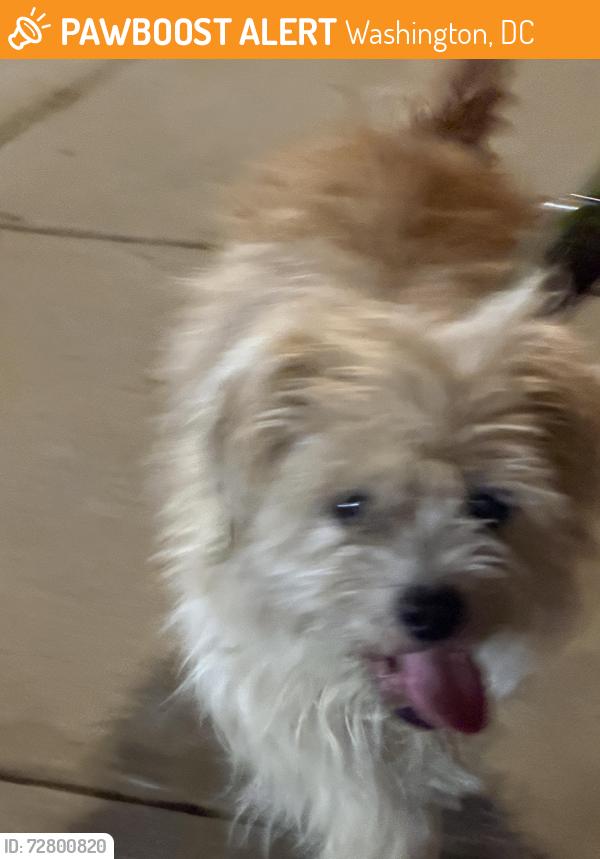 Found/Stray Male Dog last seen 17th St and Bladensburg NE, Washington, DC 20002