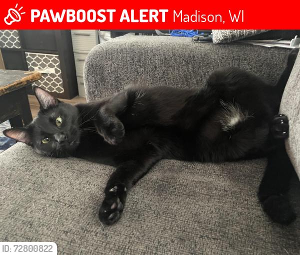 Lost Male Cat last seen W Washington Ave, La Mariposa Ln, S Brittingham Pl, Madison, WI 53715