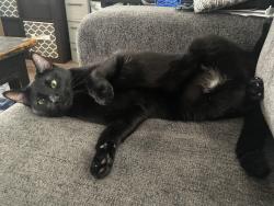 Lost Male Cat last seen W Washington Ave, La Mariposa Ln, S Brittingham Pl, Madison, WI 53715