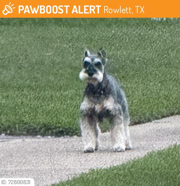 Found/Stray Unknown Dog last seen Near brunch hse, Rowlett, TX 75088