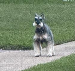 Found/Stray Unknown Dog last seen Near brunch hse, Rowlett, TX 75088