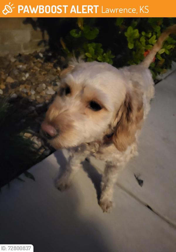 Found/Stray Unknown Dog last seen 10st and Sprague , Lawrence, KS 66044