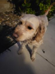 Found/Stray Unknown Dog last seen 10st and Sprague , Lawrence, KS 66044