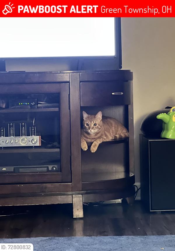 Lost Male Cat last seen Middletown and Lisbon, Green Township, OH 44460