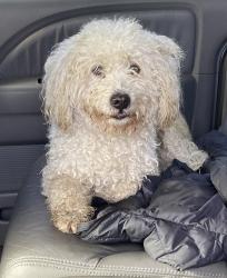 Found/Stray Male Dog last seen Trail by Dinosaur park, cross streets: Alicia Parkway and Community Center, Laguna Hills, CA 92653