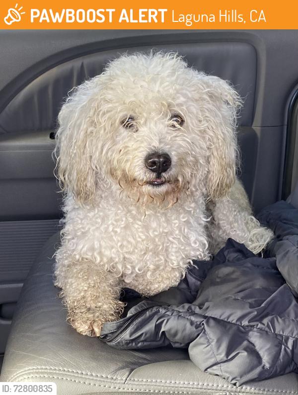 Found/Stray Male Dog last seen Trail by Dinosaur park, cross streets: Alicia Parkway and Community Center, Laguna Hills, CA 92653