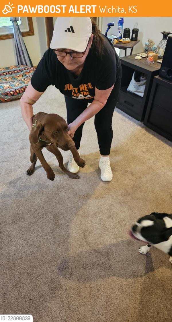Found/Stray Female Dog last seen coolidge and 32nd, Wichita, KS 67204