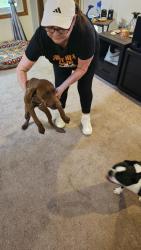 Found/Stray Female Dog last seen coolidge and 32nd, Wichita, KS 67204