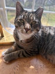 Lost Male Cat last seen South Finely Road Cross Road, Bernards, NJ 07920