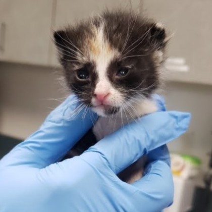 Shelter Stray Female Cat last seen Oakland, CA 94607, Oakland, CA 94601
