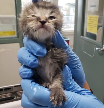 Shelter Stray Female Cat last seen Oakland, CA 94607, Oakland, CA 94601