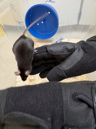 Shelter Stray Female Mouse last seen Seattle, WA 98104, Seattle, WA 98119