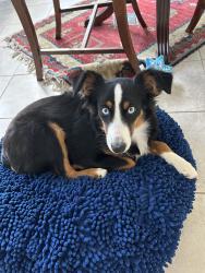 Lost Female Dog last seen Pleasant valley rd and Hames Rd, Aptos, CA 95003