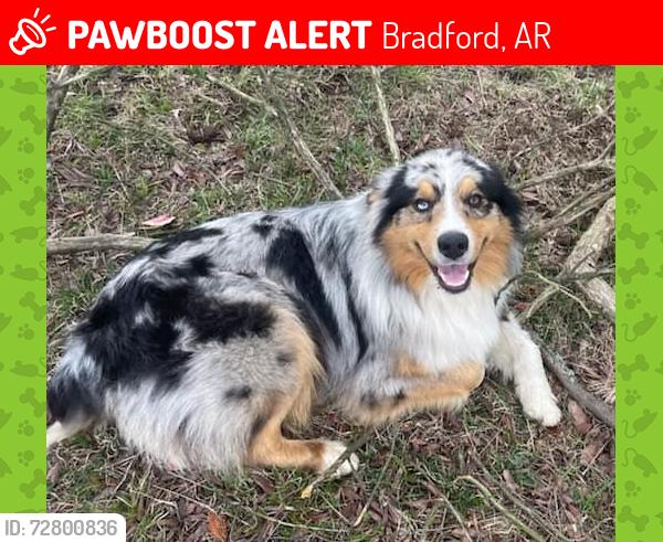 Lost Male Dog last seen not sure, Bradford, AR 72020