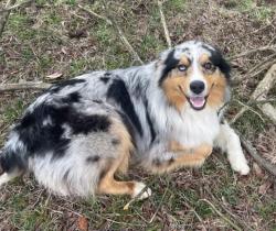 Lost Male Dog last seen not sure, Bradford, AR 72020