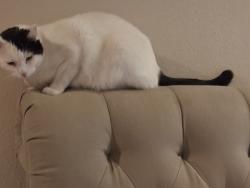 Lost Male Cat last seen Kirkmont Drive, Saratoga, CA 95070