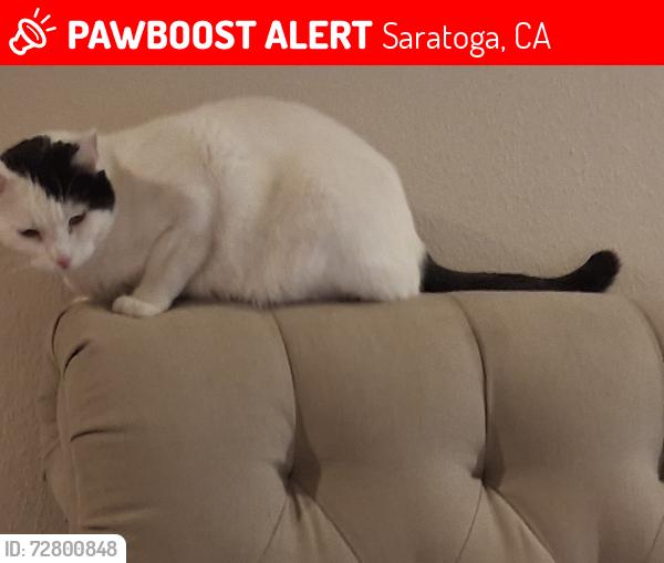 Lost Male Cat last seen Kirkmont Drive, Saratoga, CA 95070