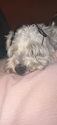 Lost Male Dog last seen By best in the west shopping center, Las Vegas, NV 89108