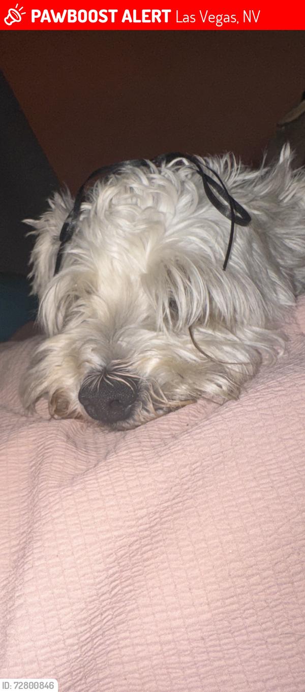 Lost Male Dog last seen By best in the west shopping center, Las Vegas, NV 89108