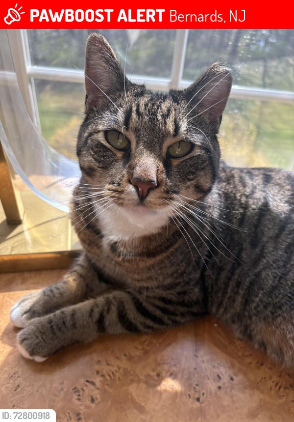 Lost Male Cat last seen South Finley and Cross Road, Bernards, NJ 07920