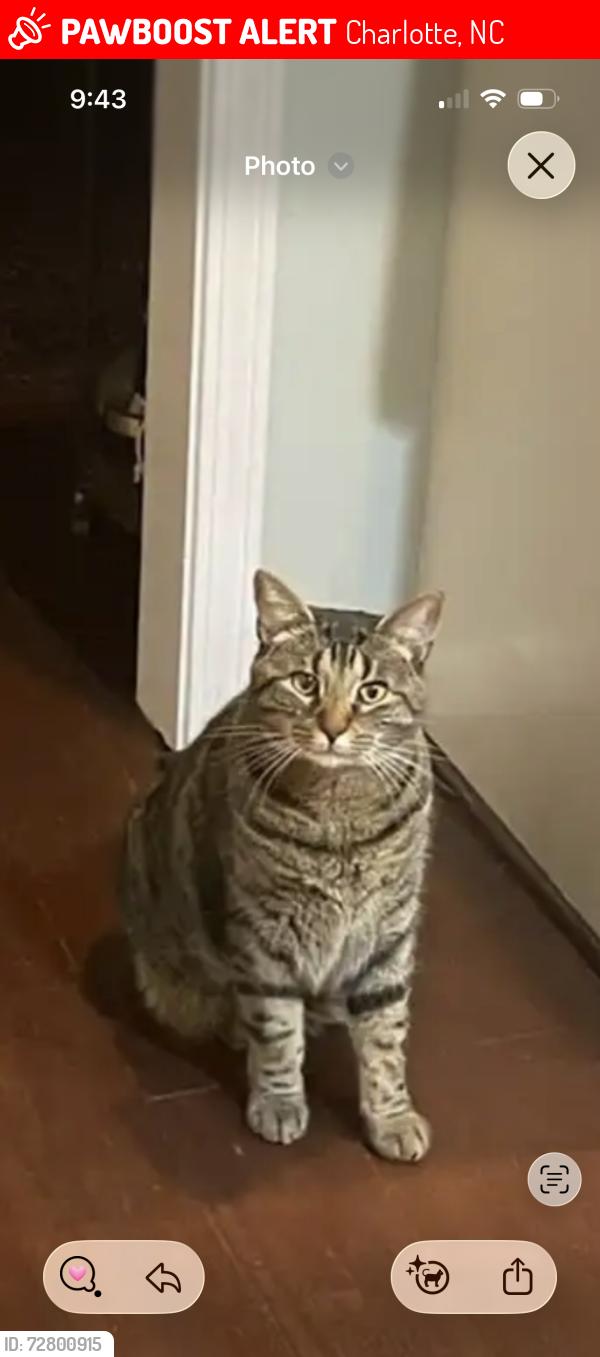 Lost Male Cat last seen Mountain island Lake, Charlotte, NC 28214