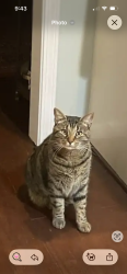 Lost Male Cat last seen Mountain island Lake, Charlotte, NC 28214