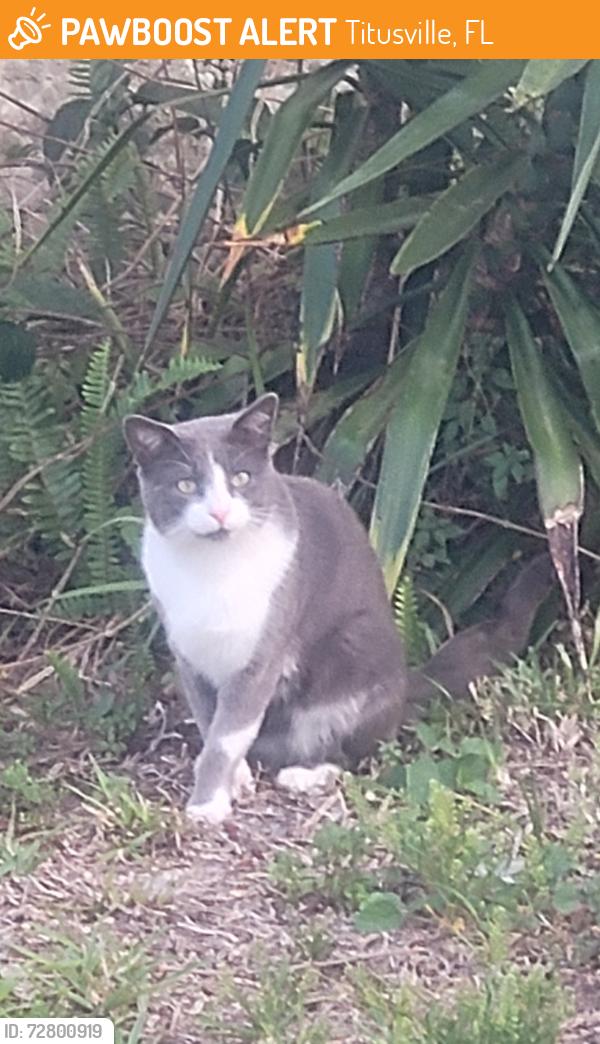 Found/Stray Male Cat last seen Yorktown Ave & Dairy, Titusville, Titusville, FL 32796