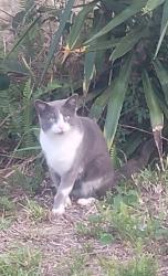 Found/Stray Male Cat last seen Yorktown Ave & Dairy, Titusville, Titusville, FL 32796