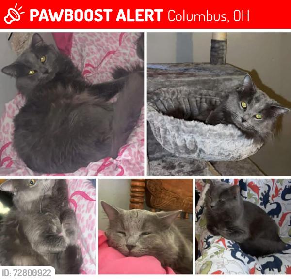 Lost Male Cat last seen Georges place on demorest rd, Columbus, OH 43204