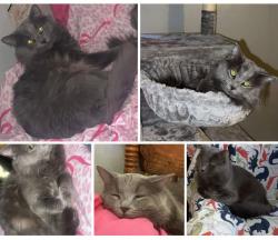 Lost Male Cat last seen Georges place on demorest rd, Columbus, OH 43204