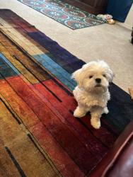 Lost Female Dog last seen Coral Dr , Pueblo West, CO 81007