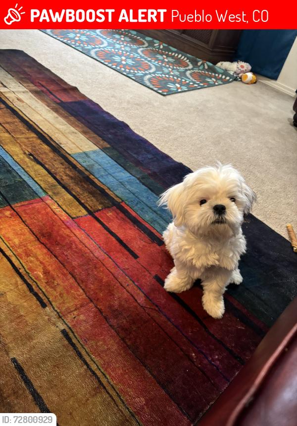 Lost Female Dog last seen Coral Dr, Pueblo West, CO 81007