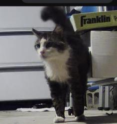 Found/Stray Unknown Cat last seen W. Citrus St & Marion Ave., Altamonte Springs, FL 32714