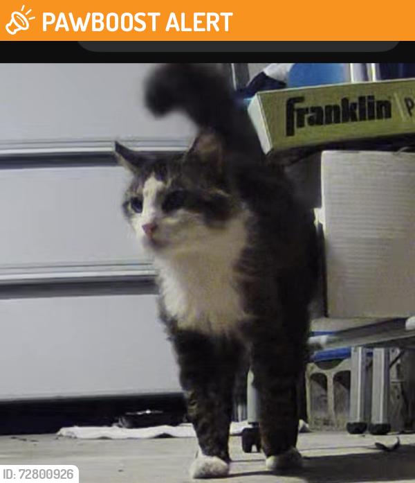 Found/Stray Unknown Cat last seen W. Citrus St & Marion Ave., Altamonte Springs, FL 32714