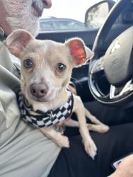 Found/Stray Female Dog last seen Near Riverchase Ln, Justin TX 76247, Justin, TX 76247