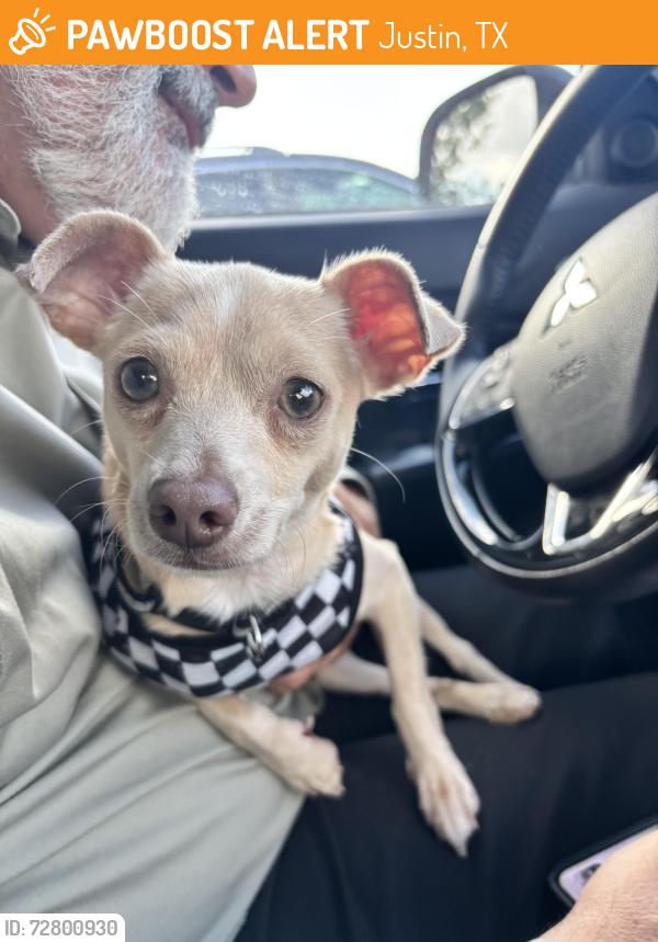 Found/Stray Female Dog last seen Near Riverchase Ln, Justin TX 76247, Justin, TX 76247