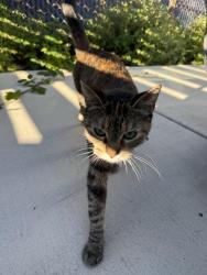 Found/Stray Unknown Cat last seen Adeline St, Oakland, CA 94607