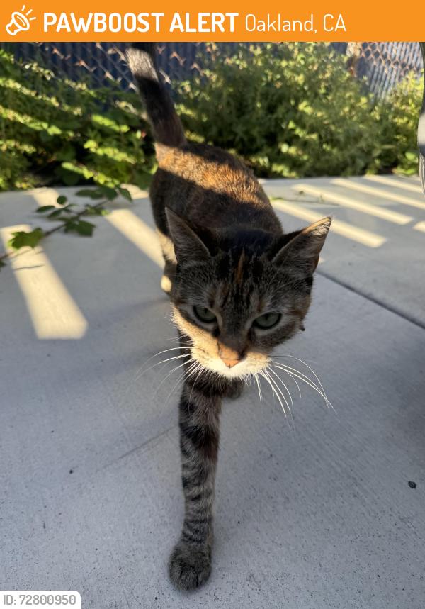 Found/Stray Unknown Cat last seen Adeline St, Oakland, CA 94607