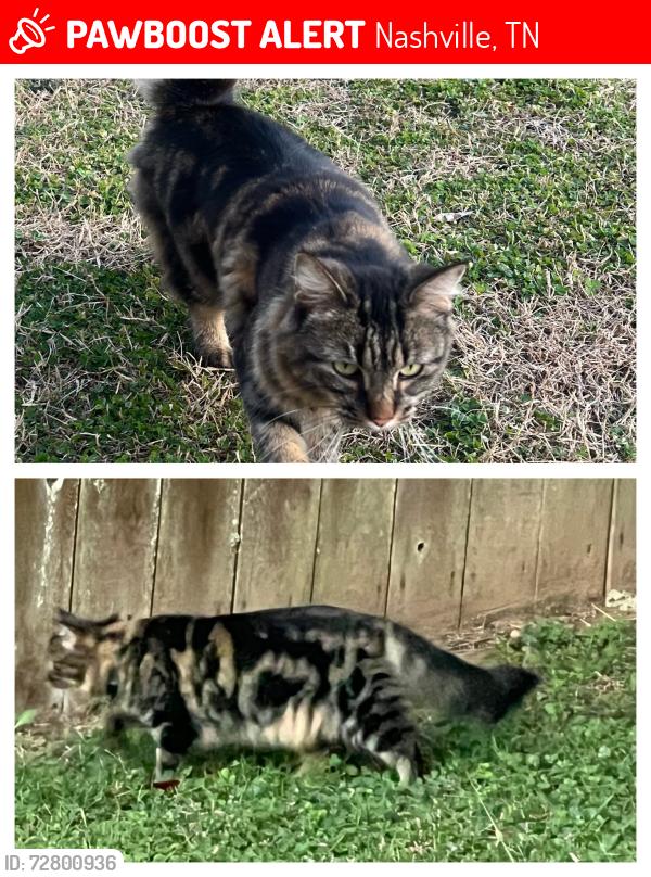 Lost Female Cat last seen Nolensville, Nashville, TN 37211