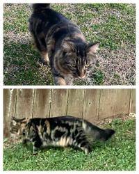 Lost Female Cat last seen Nolensville, Nashville, TN 37211