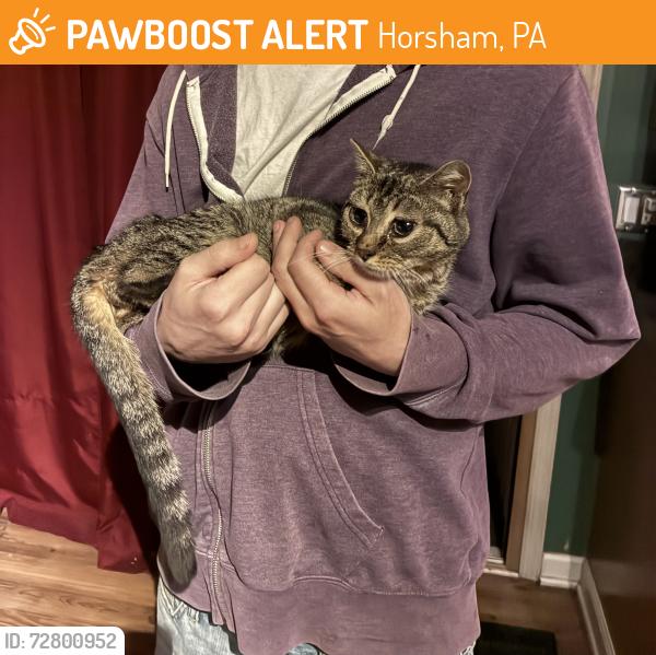 Found/Stray Unknown Cat last seen Summer ave and Moreland ave, Horsham, PA 19044