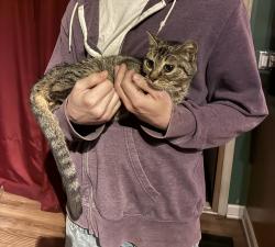 Found/Stray Unknown Cat last seen Summer ave and Moreland ave, Horsham, PA 19044
